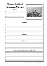 Pflanzensteckbrief-Sommerflieder-SW.pdf